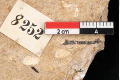 Foto (Detailansicht) von Sequoia hardtii Endl. (NHMW-GEO-2024-0188-8252)